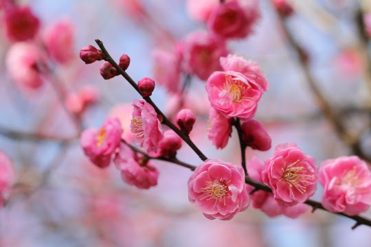 綺麗な梅の花 写真 フリー 無料イラスト集