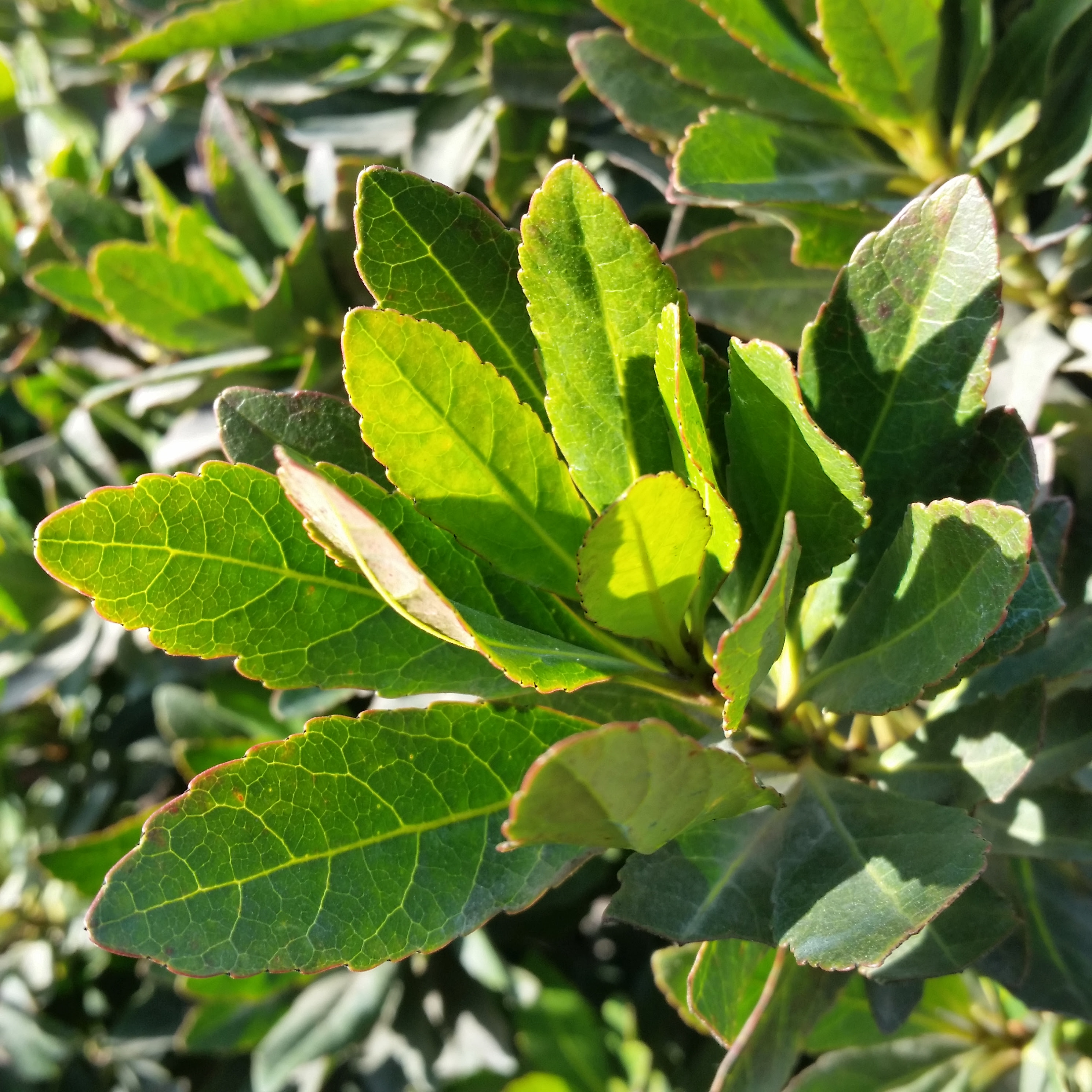 I couldnt even find it in my large standard reference books (ahs encyclopedia, botanica). Elaeocarpus Decipiens Little Emperor Dwarf Japanese Blueberry Tree Mid Valley Trees