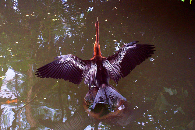 Dive into 8 million litres of water, go on an adventure in the indoor jungle and admire the vultures in our desert! Ipernity Nl Arnhem Burgers Zoo By Marco F Delminho