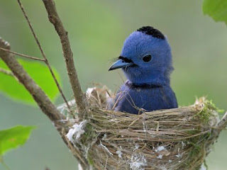 Black-naped monarch