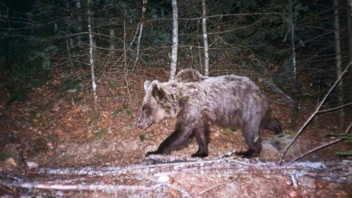 RECIT. "On n'a pas tué d'homme, juste un ours" : quatorze ans après, la mort de Cannelle hante toujours la vallée d’Aspe