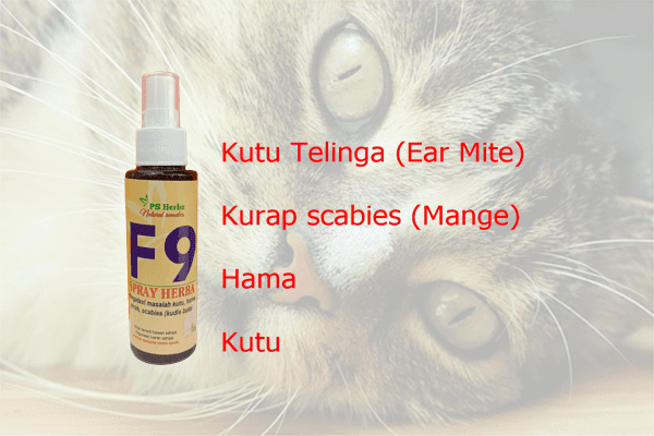 Ubat Cirit Birit Kucing - Hairstyle 817