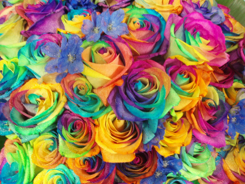 元のレインボー 薔薇 花 言葉 最高の花の画像