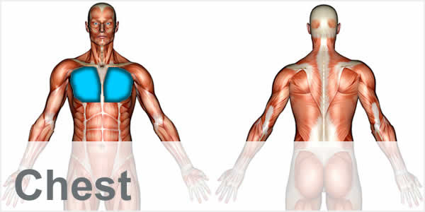 The shoulder muscles bridge the transitions from the torso into the head/neck area and into the upper extremities of the arms and hands. Exercise Videos Shapesense Com