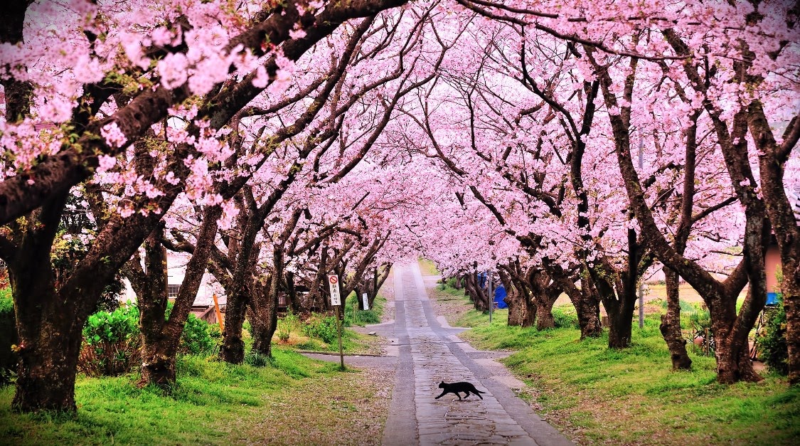 Pemandangan Bunga  Sakura  Yang  Indah  Gambar  Viral HD