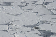 bearded seals