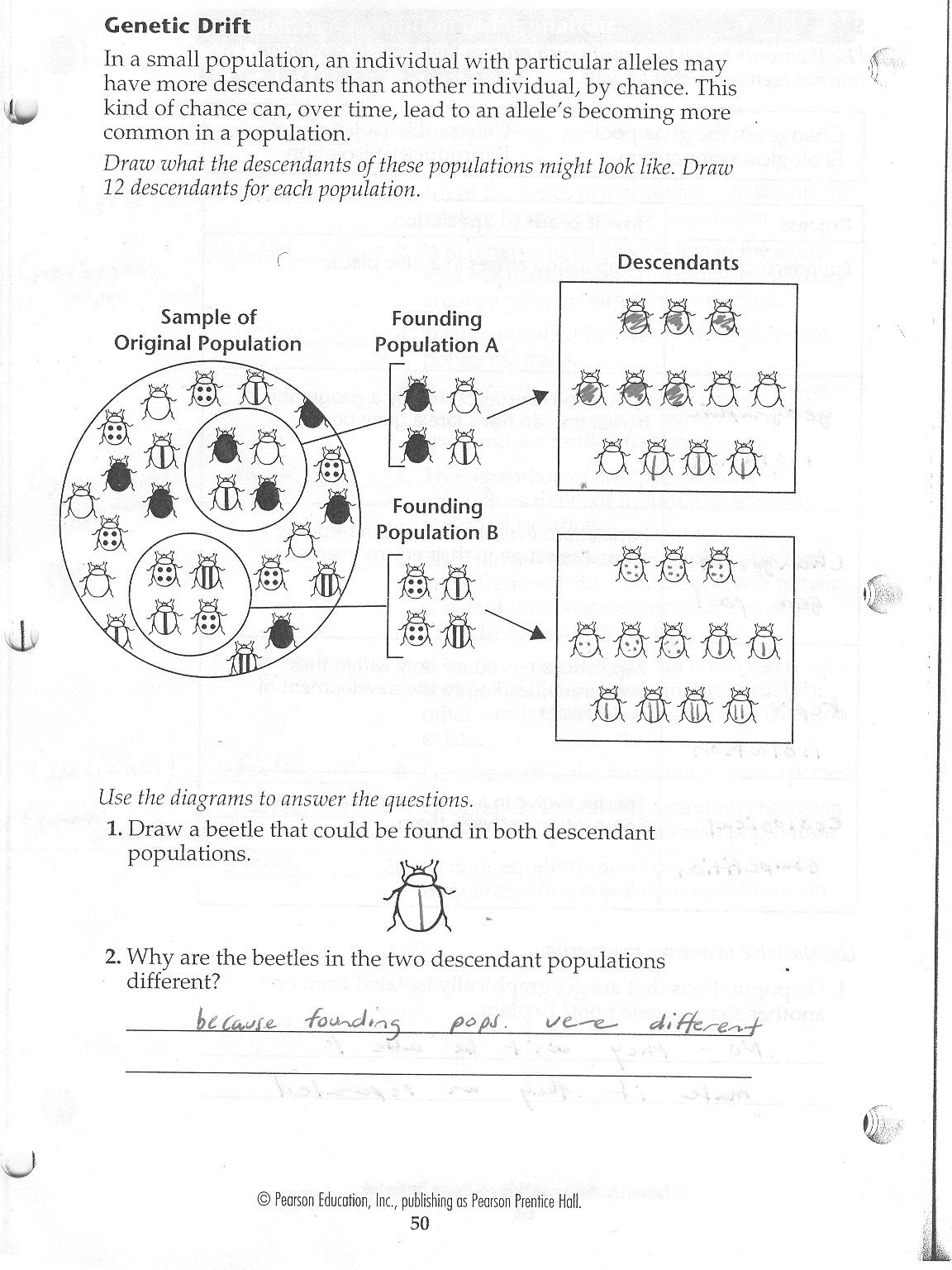 The Hardy Weinberg Equation Worksheet Answers - Worksheet List