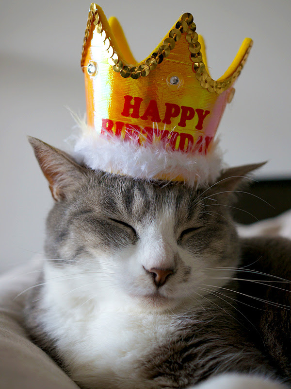 75 誕生日 猫 画像 フリー 無料イラスト集