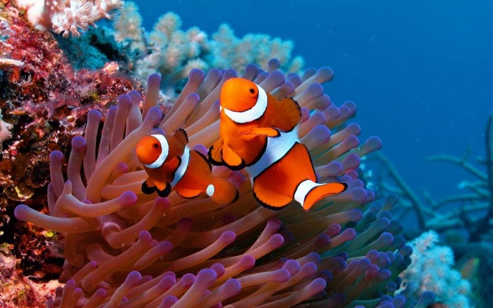  Gambar  Ikan  Kartun  Nemo Kumpulan Montase Kolase dan Mozaik