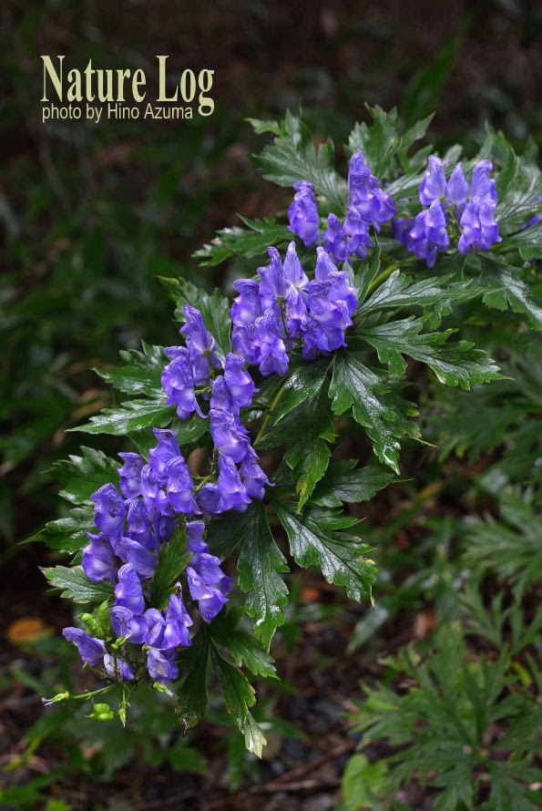 新鮮なトリカブト 北海道 最高の花の画像