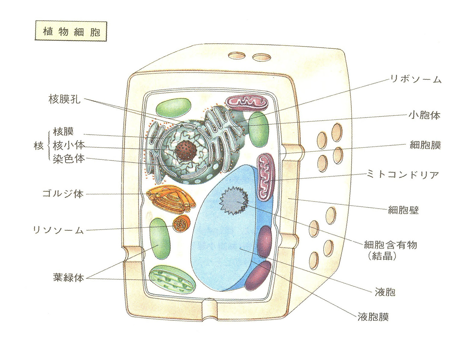 動物画像のすべて 最高植物 細胞 動物 細胞 違い