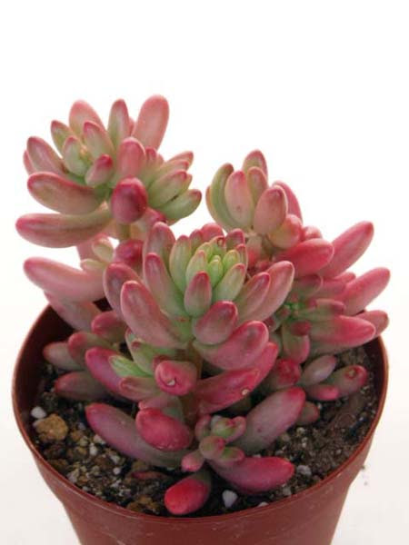 新鮮なオーロラ 多肉 植物 すべての美しい花の画像