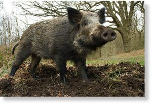 Wild_Boar_66.jpg