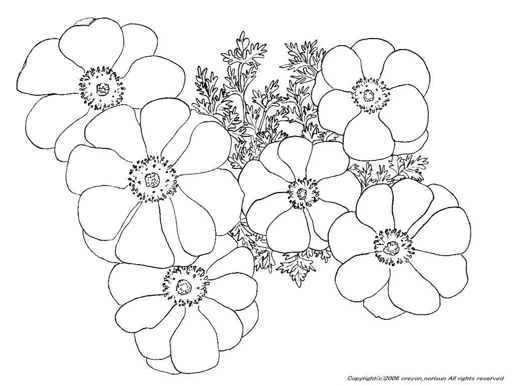 Hd限定塗り絵 花 春 最高の花の画像