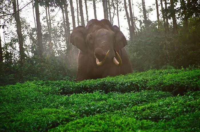 Have You Ever Wondered Where Your Tea Comes From?