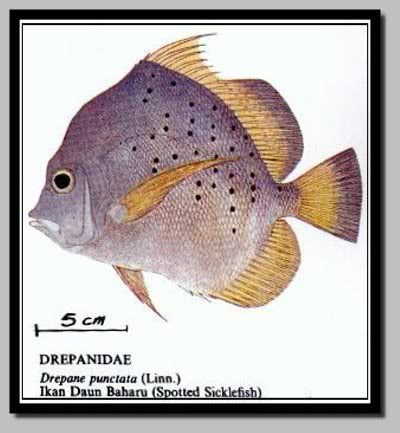 Hanieliza's Cooking: Ikan bermacam ikannnn