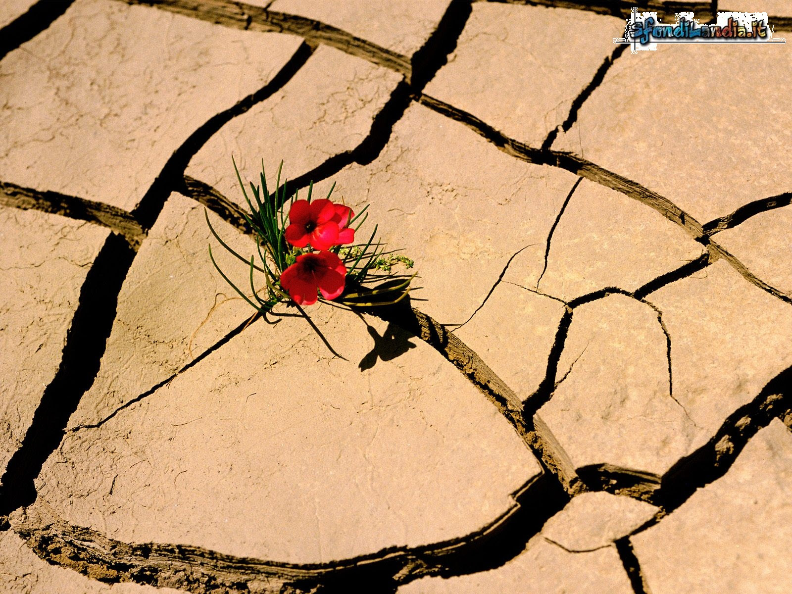 Immagini fiori per whatsapp fiori idea immagine sfondi desktop sfondi sfondi vari 4070. Sfondilandia It Sfondo In Hd Gratis Di Fiore Nel Deserto Per Pc Desktop E Smartphone Android E Iphone In Risoluzione 1600x1200
