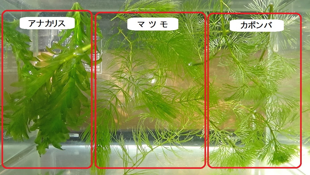 1000以上 マツモ カボンバ マツモ カボンバ どっち Tuyenwallsip