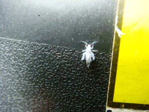 50 白い 虫 小さい 飛ぶ 美しい花の画像