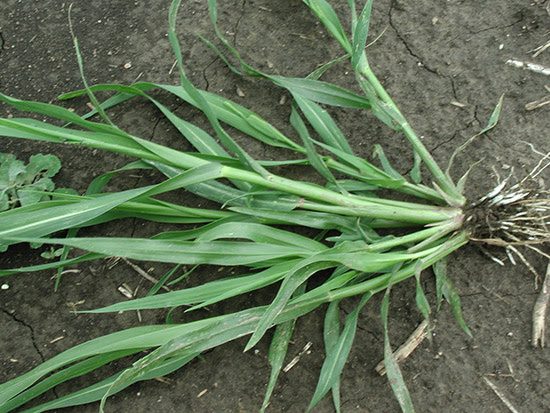I'd like to keep sowing white clover seed every fall, but i also have a lot of crabgrass moving in. Home Yard Garden Newsletter At The University Of Illinois