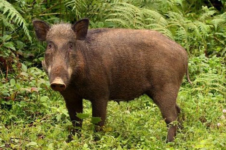 101 Gambar Babi Hutan Jawa Paling Hist Infobaru