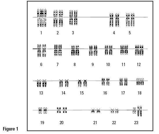 14.1 Human Chromosomes Pdf Answers : gene - Interpretation of picture of human chromosomes ... / Maintained by the university of pennsylvania, this page lists over one.