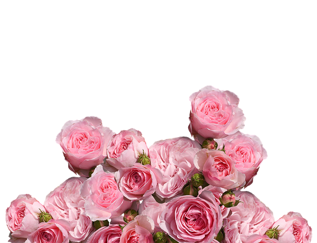 Paling Bagus 23+ Gambar Mawar Merah Png - Gambar Bunga Indah