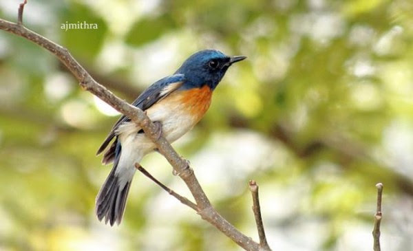 Special Arrangement Life's A Song Tickell's blue flycatcher. Photo: A.J. Mithra