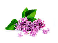 Lilac Oil