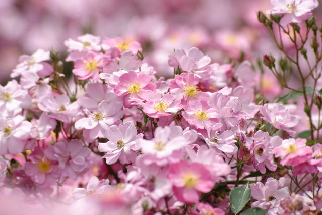Success Blog 4nuoz 人気ダウンロード 野ばら 花言葉