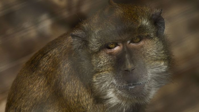 macaque de Java