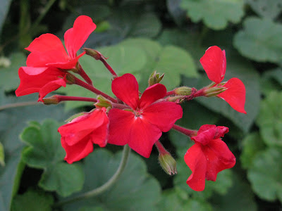 夏 花 赤い 129812-夏 の 赤い 花 木