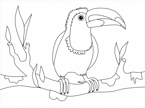 We did not find results for: Toucan Coloring Page Free Printable Coloring Pages