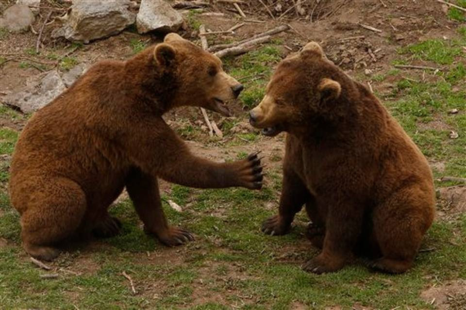 Playful brown bears at Kuterevo Bear Rescue