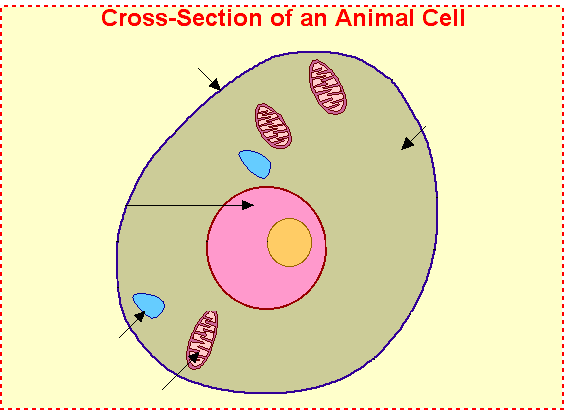 That cells can be of different shapes and sizes. Free Animal Cell Cliparts Download Free Animal Cell Cliparts Png Images Free Cliparts On Clipart Library