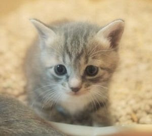 すごい 可愛い 子猫 画像 最高のアニメギャラリー