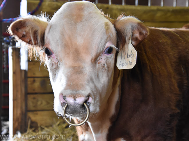 I recently got my nose re pierced (if you can see the bump from my previous piercing) but i chose not to pierced it at the same spot because there's a little the bull ring (self.noserings). Bull Bling Why We Put Nose Rings In Our Bulls 4 Wiley Farm