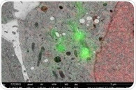 Simplifying Experiments Involving CLEM with a Fluorescence Microscope