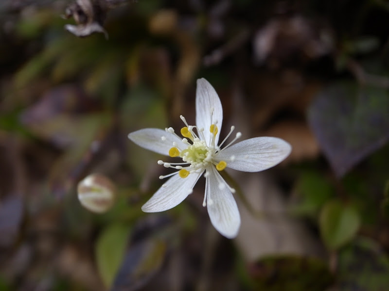Hd限定高山 植物 白い 花 最高の花の画像