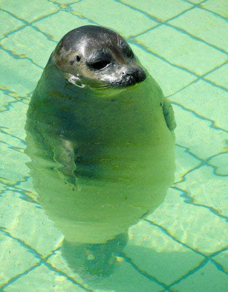 最高の動物画像 Hd限定可愛い 面白 画像