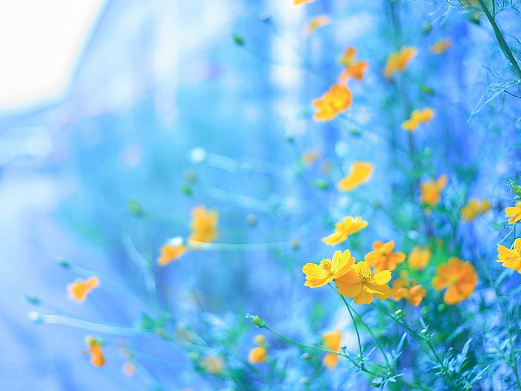 美しい花の画像 ラブリーpc 壁紙 花
