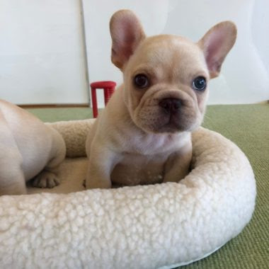 ベスト50 フレンチ ブルドッグ 可愛い子犬 最高の動物画像
