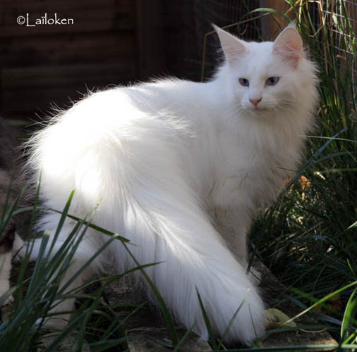 Chaton Noir Et Blanc Poil Long Get Images