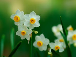 12 月 季節 の 花