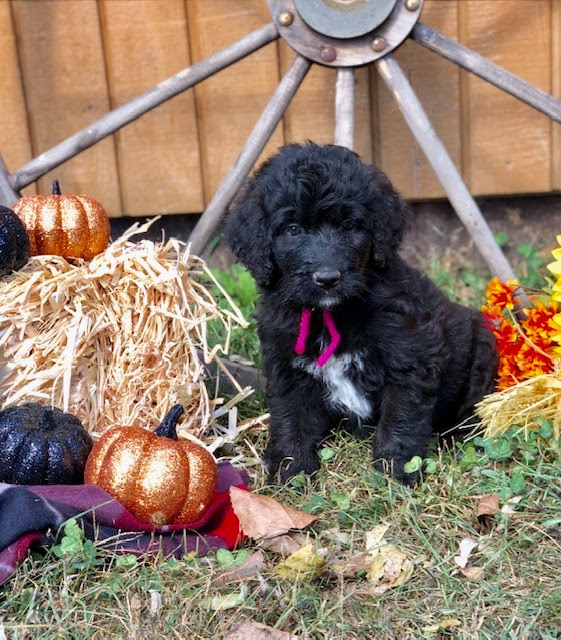  virtual tip jar for pinky doodle poodle . Great Mountainees Doodle Puppies Available Dob 8 17 19 Lawpdoodle K9 Manor