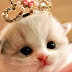 Inilah Download Video Animasi Kucing Lucu