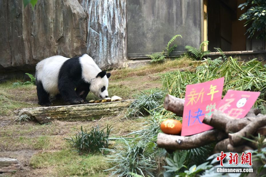 香港海洋公園 (ocean park hong kong) 於1977年1月10日面向遊客開放，是香港的本地主題公園，每年吸引超過5百萬的遊客，成為香港最熱的旅遊景點之一。 海洋公園佔地870000平方米，主要分為兩個景區海濱樂園和高峰樂園。 é¦™æ¸¯æµ·æ´‹å…¬å›­é‡å¼€å¤§ç†ŠçŒ«å®‰å®‰å–œè¿Žå¸‚æ°' ä¸­å›½ä¾¨ç½'