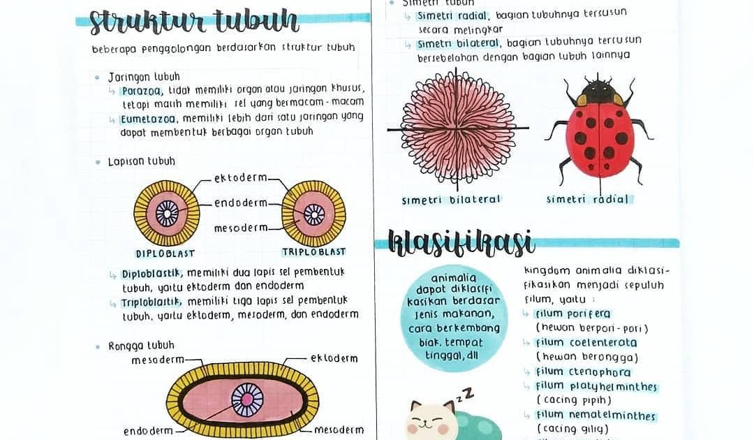  Contoh  Hewan  Diploblastik Dan Triploblastik  colorsplace