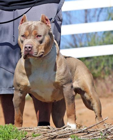 79+ Merle Pitbull Puppies For Sale 2018 - l2sanpiero