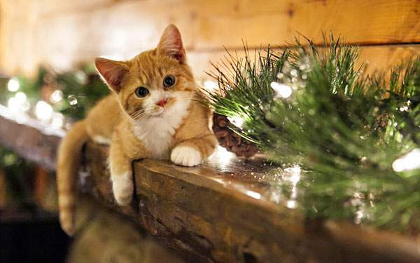 最高猫 かわいい 壁紙 Pc 最高の花の画像